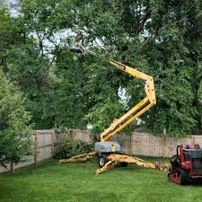 Best Storm Damage Tree Cleanup  in Elmwood Park, IL